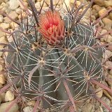 Ferocactus peninsulae v. vizcainensis Dscf7004.jpg